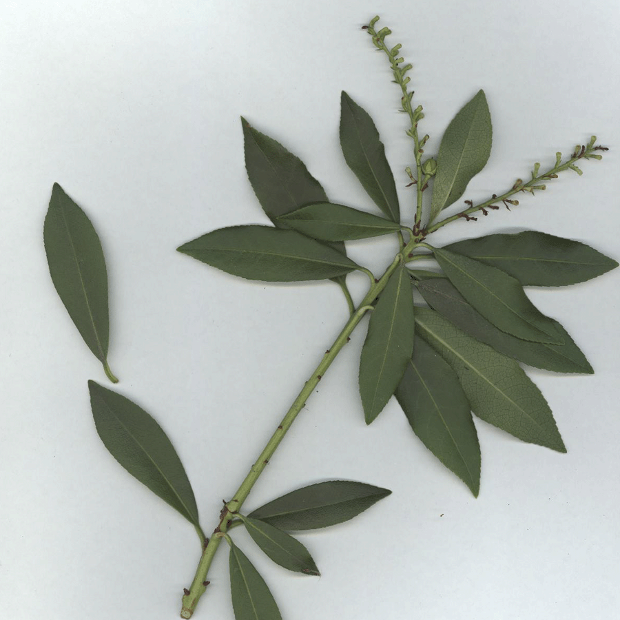 vine with alternating leaves