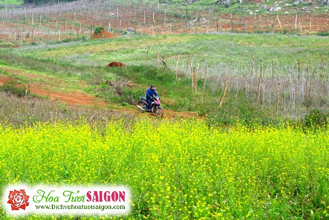 [Image: Ve-dep-sac-hoa-mua-dong-o-Moc-Chau-3.jpg]