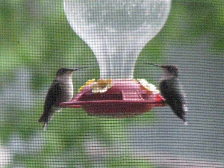 Backyard Feeder