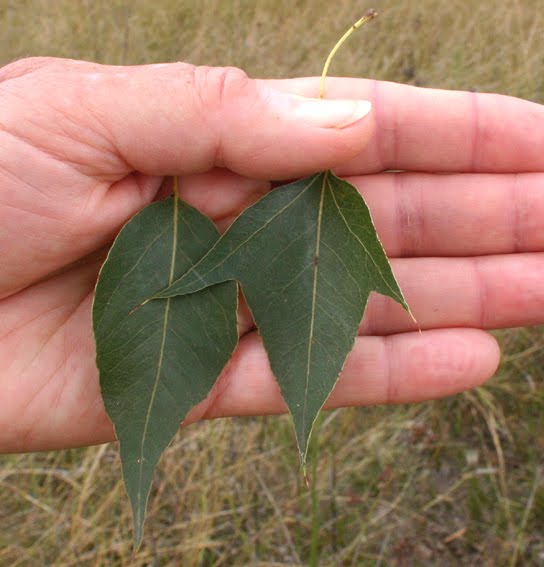 Toowoomba Plants Kurrajong The Perfect Shade Tree