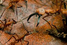 Jungle Critter #6: Soldier Ants