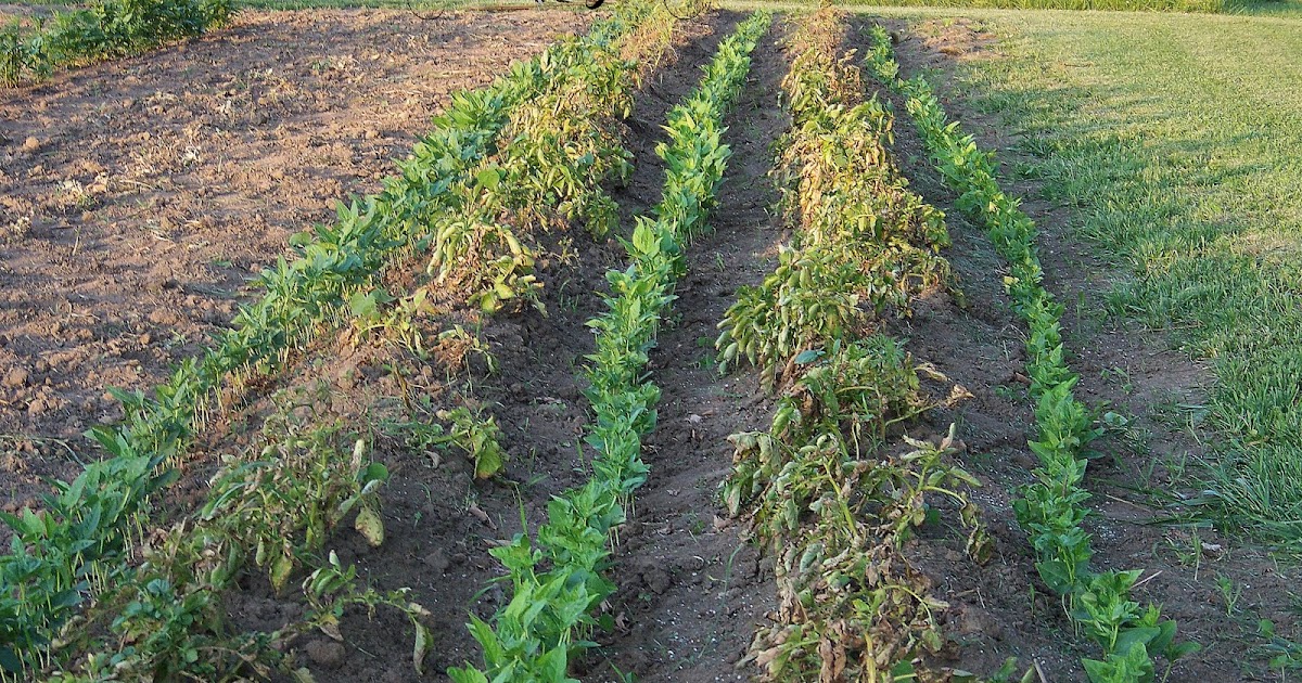 Hickery Holler Farm Planting Over Those Dying Potato Vines