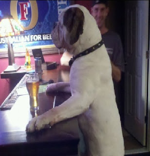 Cão pede cerveja ao balcão