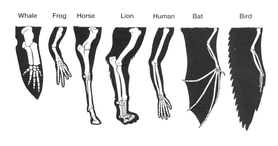 Animal Limbs