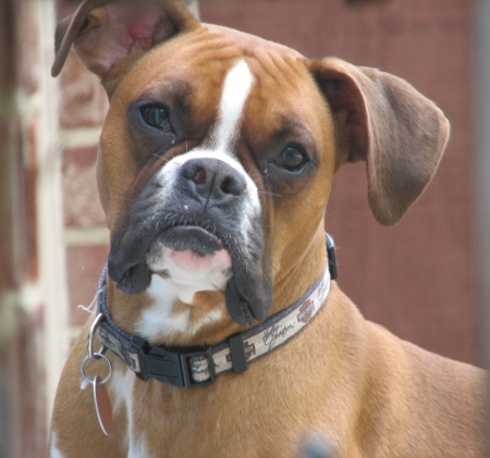 Kennel Design For Boxer Dog Kennel Design For Boxer Dog