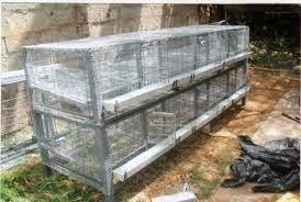 QUAIL BUSINESS: Tips on how to build Quail bird cage