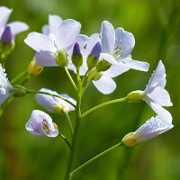 http://wild-flowers-of-europe.blogspot.nl/2014/11/cardamine-pratensis.html