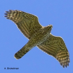 Northern Goshawk (juvenile)