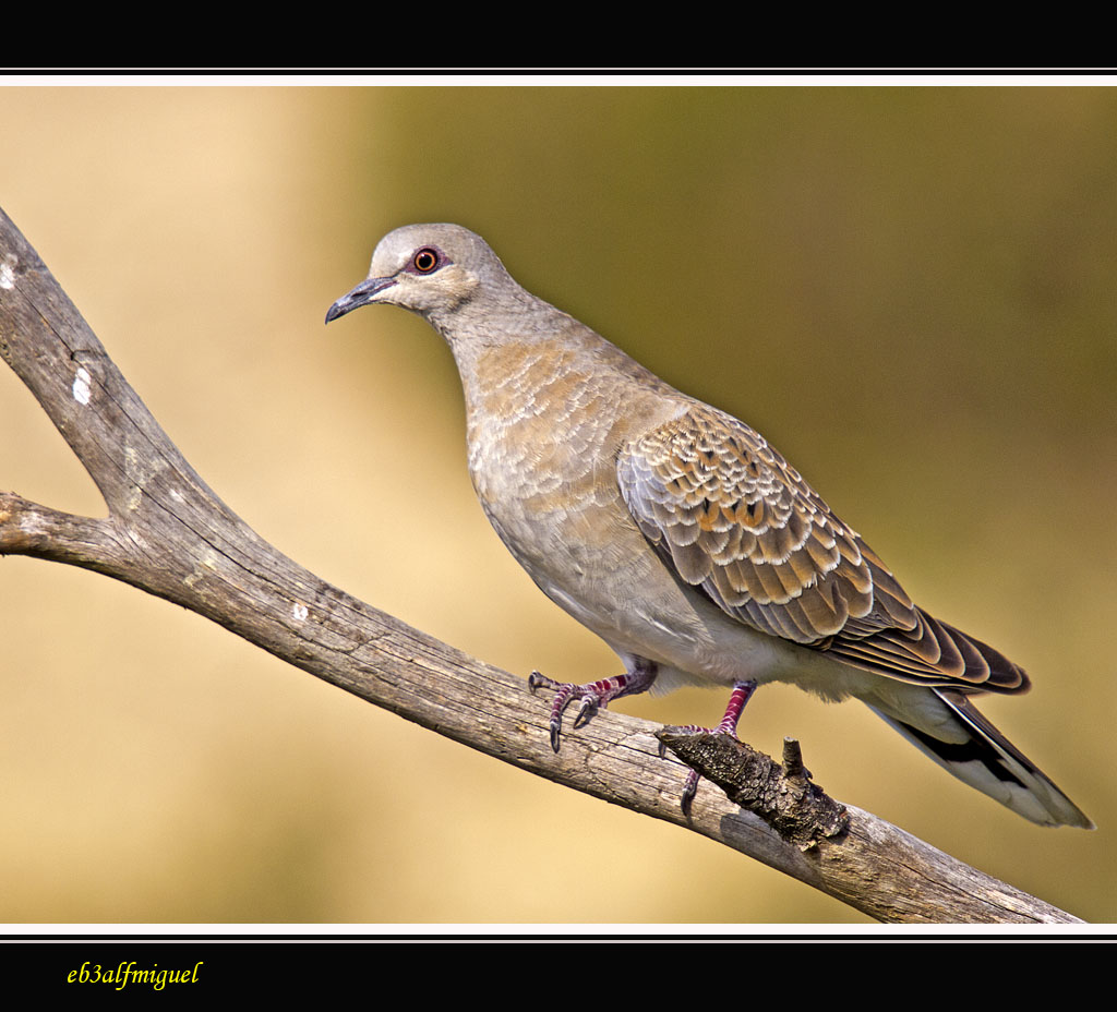 Miguel fotografia Tórtola europea (Streptopelia turtur)