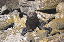 Sea Lion