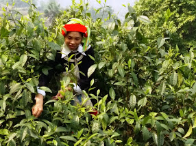 Red Yao Tribe Girl Picking Tea