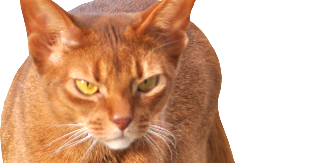 Free Cat Images: free scrap walking cat png -walking red cat cut out