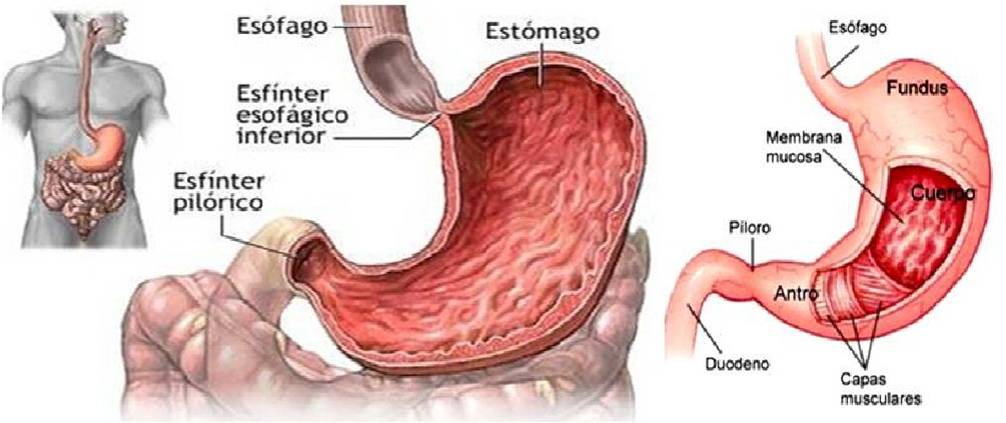 Todo para el Radiologo: ESTOMAGO
