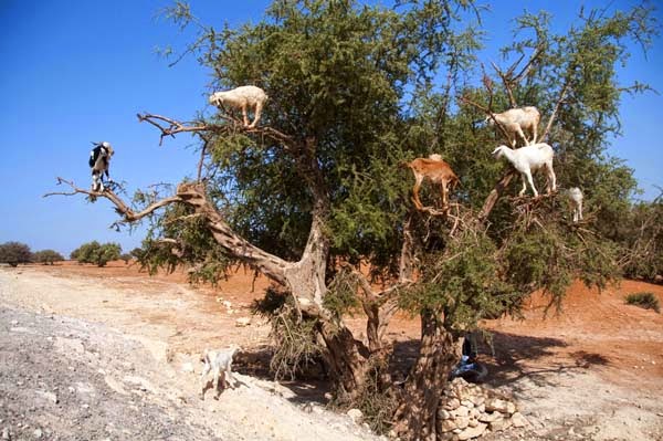 These tree climbing goats are more important than you’d think, though. - Imagine Driving Down The Road And Seeing THIS In The Trees. Seriously, This Is Crazy. These tree climbing goats are more important than you’d think, though. - Imagine Driving Down The Road And Seeing THIS In The Trees. Seriously, This Is Crazy.