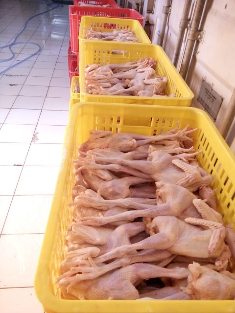 JUAL AYAM KARKAS FRESH / FROZEN