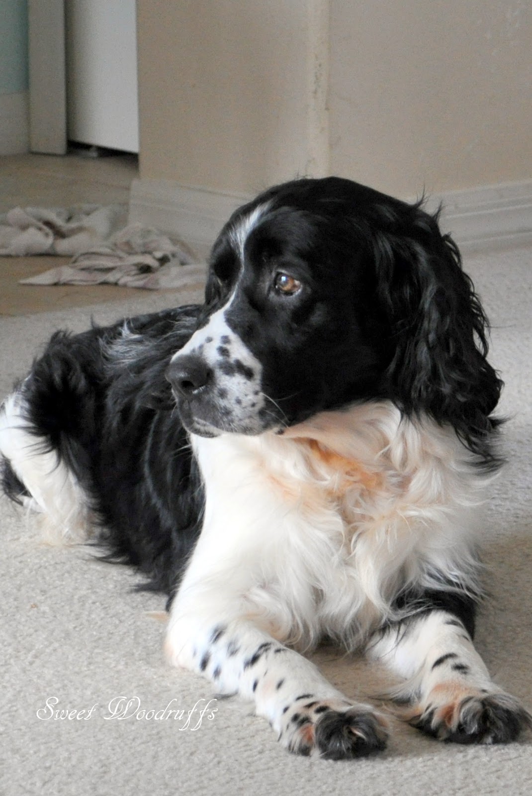 Sweet Woodruffs Springer Spaniel rescue and foster