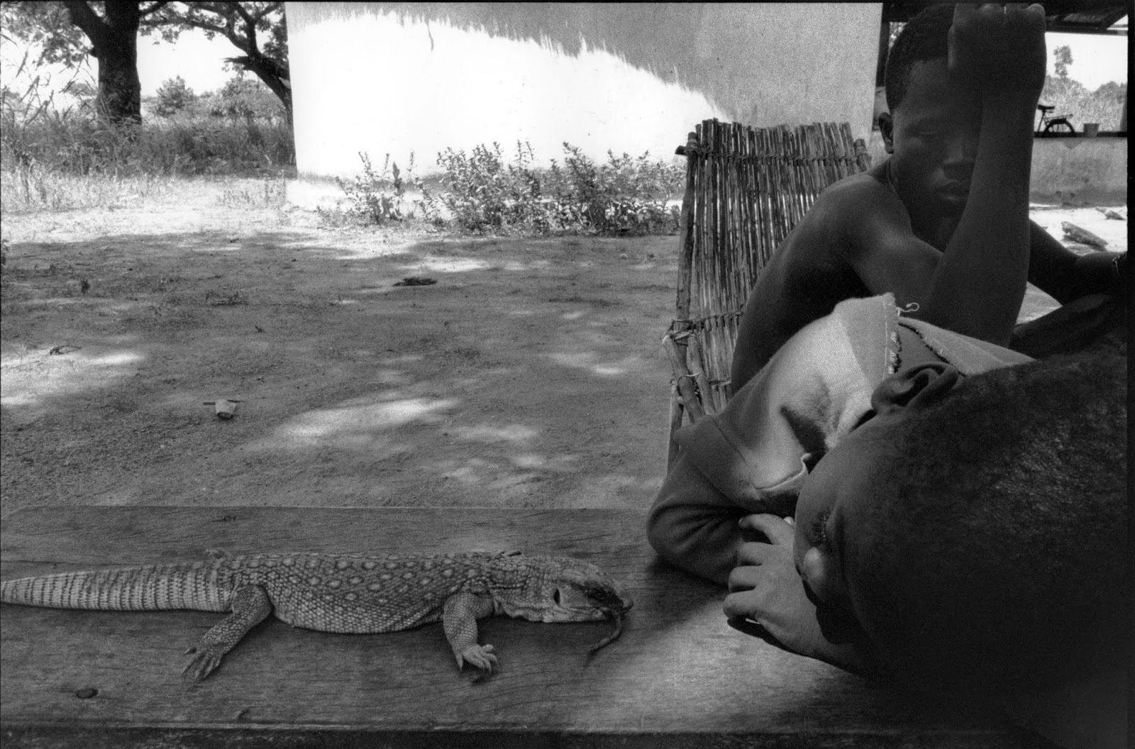 Constat sur le Varan des Savannes (Varanus exanthematicus) 1991,+Nob%C3%A9r%C3%A9,+Burkina+Faso.+Varan+des+savanes+tu%C3%A9.+Photo+par+Fr%C3%A9d%C3%A9ric+Bacuez,+Nob0136