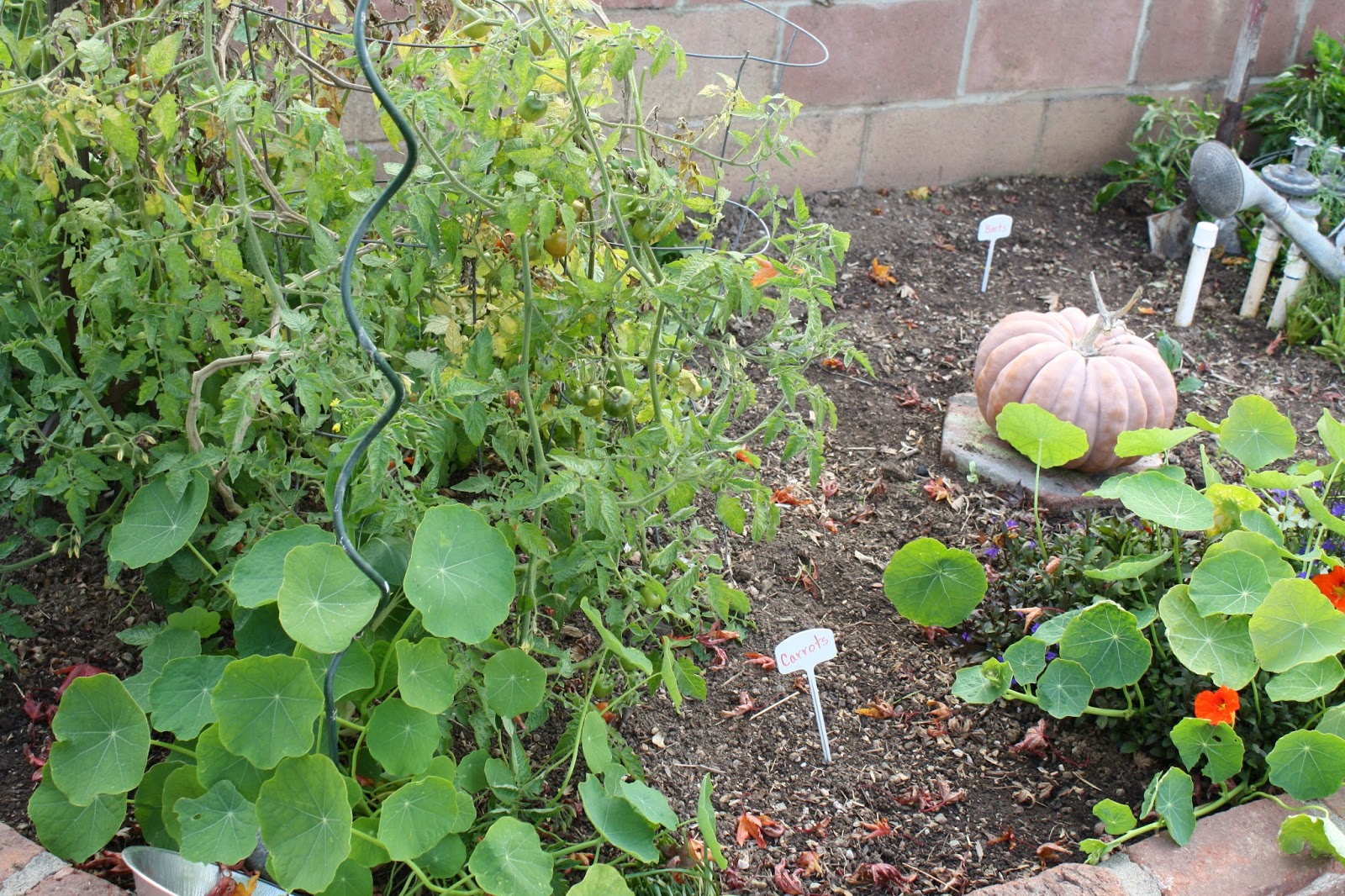 Sunny Simple Life January Garden Update