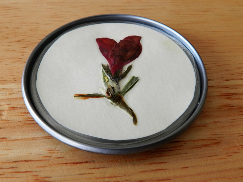 Grow Creative Blog Pressed Flower