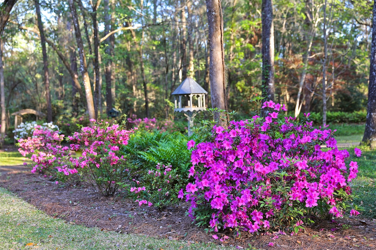 Sweet Southern Days: The Azaleas Are Blooming