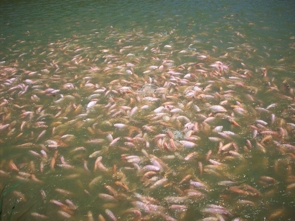 REFISH Tilapias de Zamora Ecuador CULTIVOS DE TILAPIA