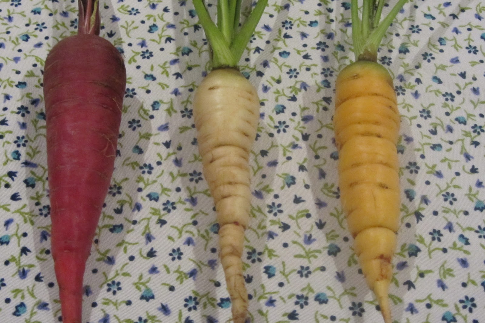 Hortelanodetabio Zanahorias de colores