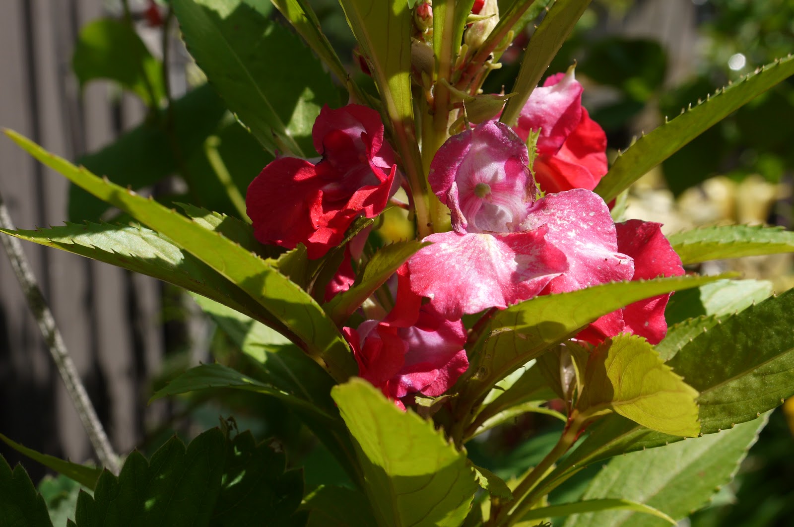 Live, Love, Climb! Impatients balsamina (Rose balsam, touch me not