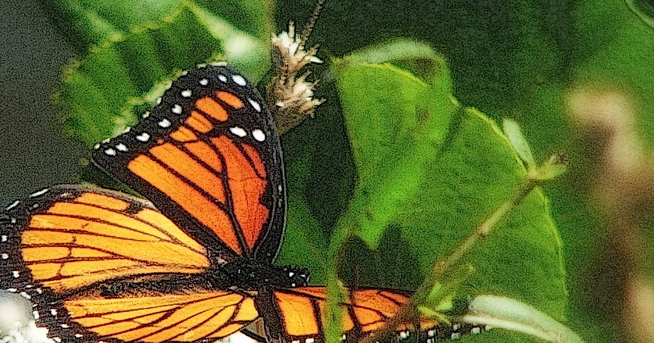 My Own Self: Poisonous Butterflies?