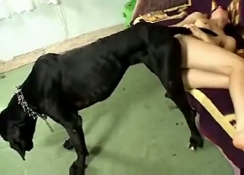 Video De Mujer Abotonada Con Un Perro Zoofilia