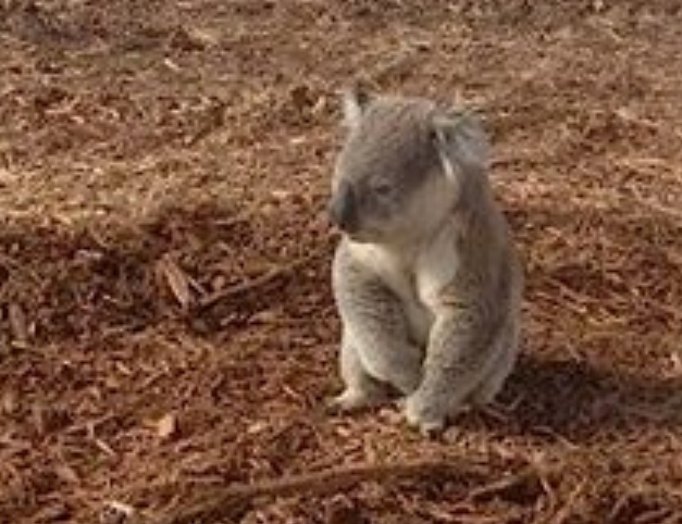White Wolf : Koala is confused after it's home is cut down (Photos)