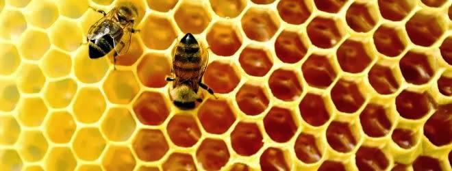 Sarang Lebah Trypophobia Sarang Lebah