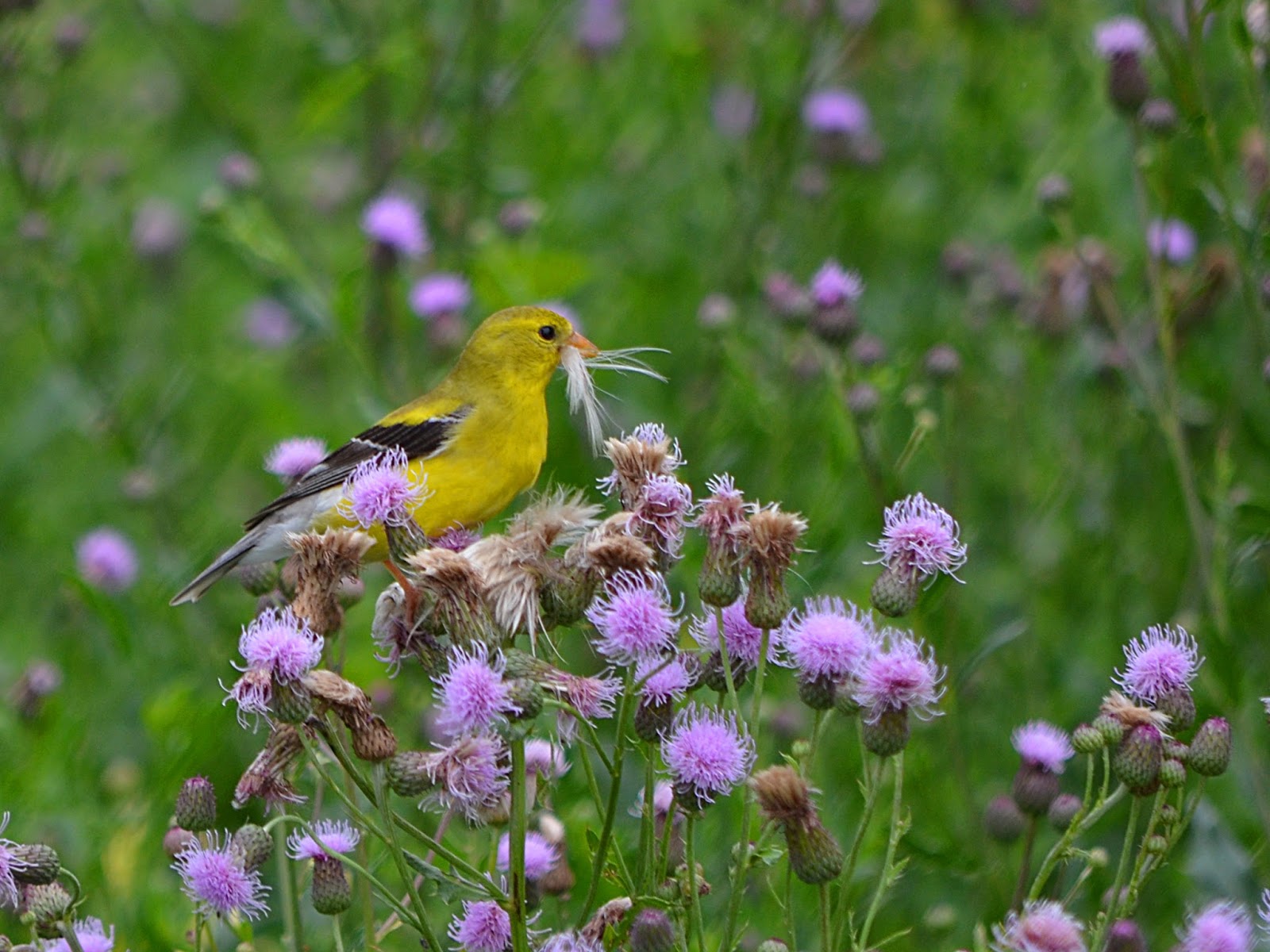 PALMER LAKE PARK NATURE BLOG • July Wildflowers