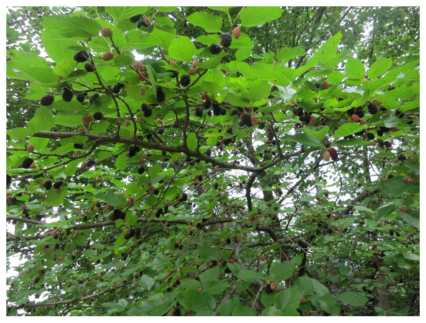 The Foraged Foodie Recipe Grilled Chicken with Foraged Mulberry