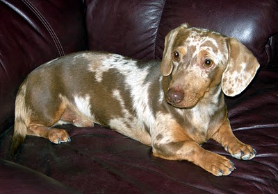 Whitaker S Mini Dachshund Breeder Juneau Is Available For Stud