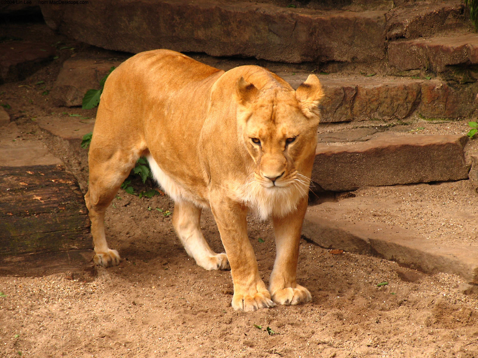 Free Wallpaper Dekstop: Lion wallpaper, mountain lion wallpaper