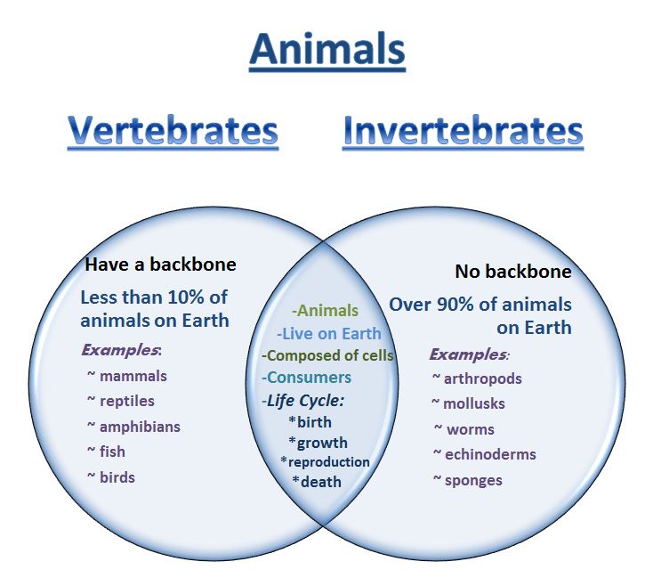 Vertebrate And Invertebrate Animals Chart
