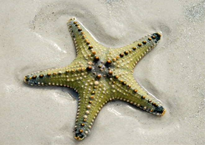 Les étoiles De Mer Caroline Pc40