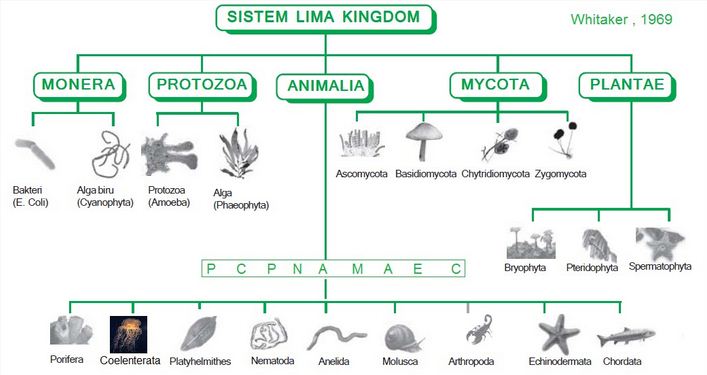 cladogram worksheets cladogram worksheets