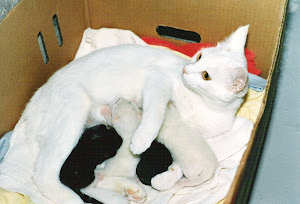 Mama Cat and Kittens