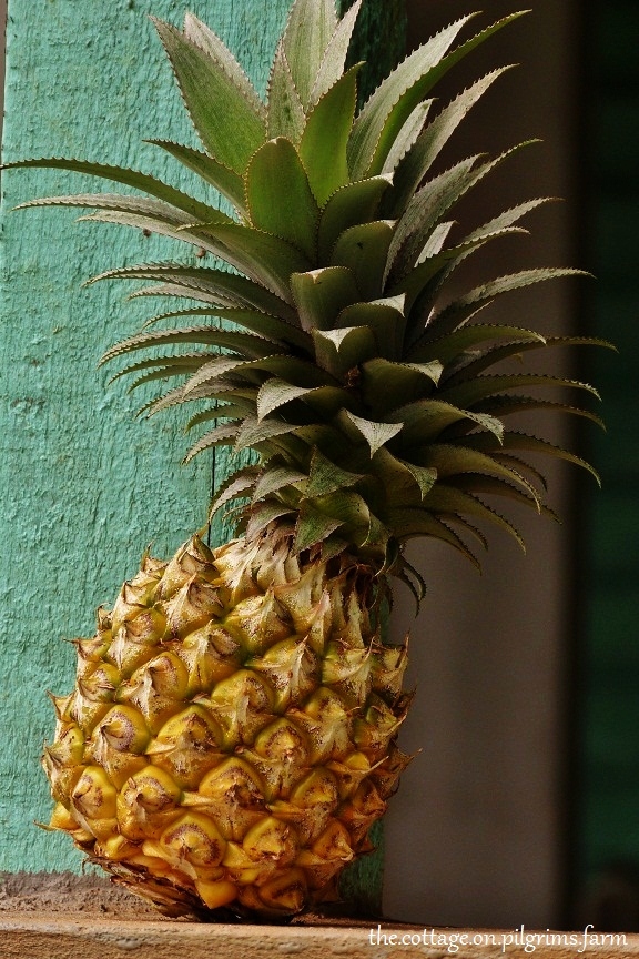 Cottage Life on Pilgrim's Farm Pining for Pineapple...