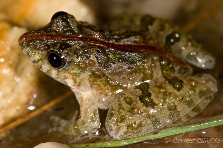 Anfíbios e Répteis do Brasil Pseudopaludicola mystacalis (Cope, 1887)