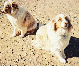 Learn how best to improve your dog's recall Interested in learning how to help your dog remember better