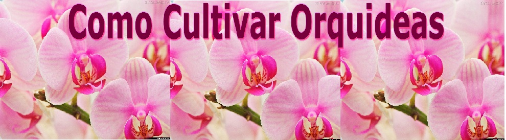 Aprenda Como Cuidar Orquidea em Casa