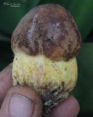 Boletus