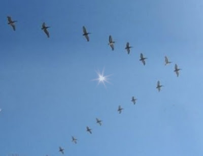 Pelicans flying in formation