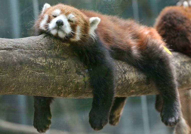 40 Adorable red panda pictures (40 pics), lazy red panda sleeping on a log