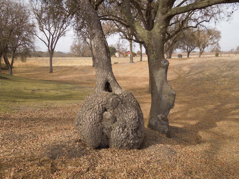 Paso Robles in Photos Unusual Oak Tree Trunk Shapes