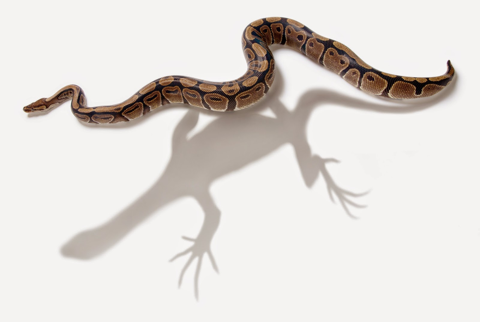 how lizards evolved into snakes how lizards evolved into snakes