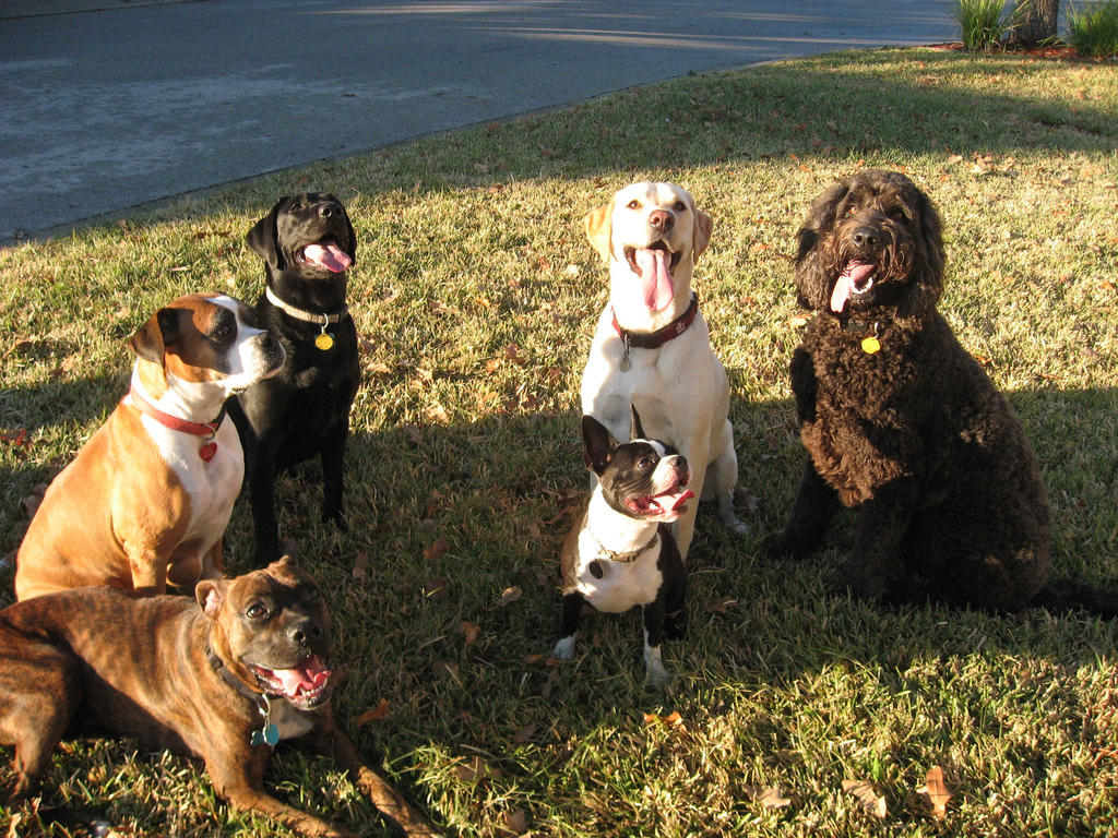 Musings of a Biologist and Dog Lover Guess the Genotype Breakdown of