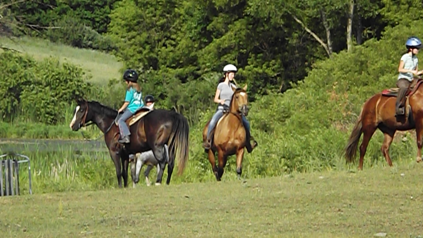 Horseback Riding in Hillsdale MI